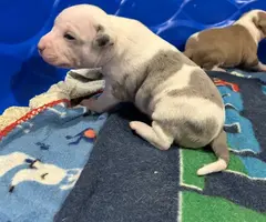 Sweet Pitbull puppies need homes