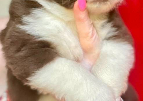 Registered mini Australian shepherds