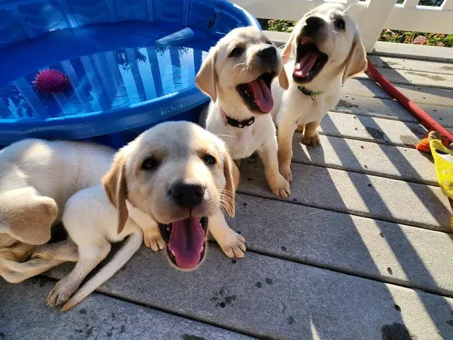 AKC registered yellow lab puppies for salw in Salt Lake City - Puppies ...