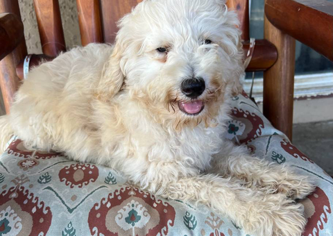 Golden doodles