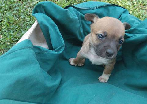 Cute Jack Russell Pitbull mix puppies