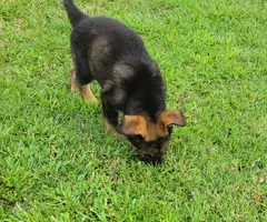 2 AKC female German Shepherd puppies for sale