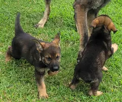 2 AKC female German Shepherd puppies for sale