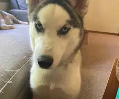 7 months old Husky for sale