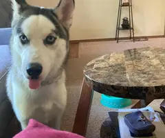 7 months old Husky for sale