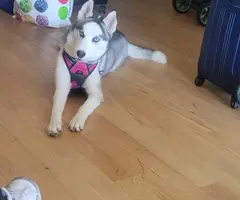 7 months old Husky for sale
