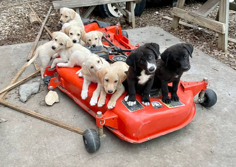 10 weeks old Pyrador puppies for sale