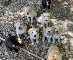 10 weeks old Pyrador puppies for sale