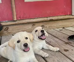 10 weeks old Pyrador puppies for sale