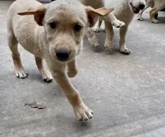 10 weeks old Pyrador puppies for sale