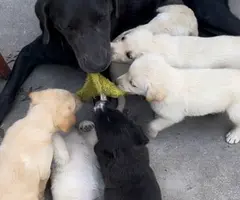 10 weeks old Pyrador puppies for sale