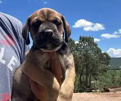 GSD Boxer mix puppies