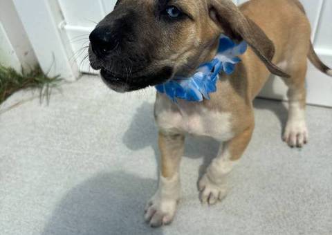 NKC registered Great Dane puppies for sale