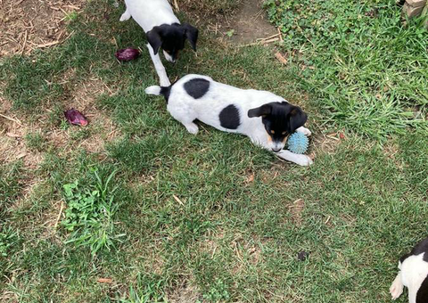 2 female Rat terrier puppies