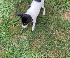 2 female Rat terrier puppies