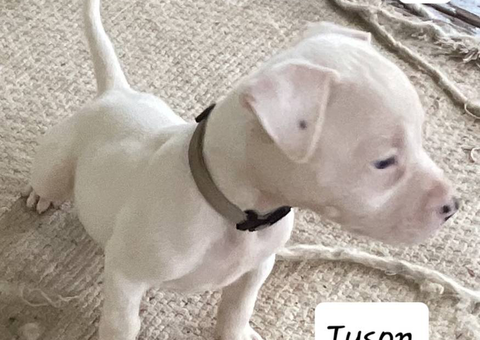 Beautiful XL American Bully puppies