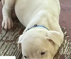 Beautiful XL American Bully puppies