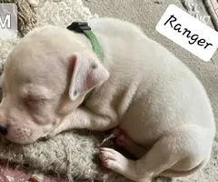Beautiful XL American Bully puppies