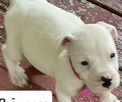 Beautiful XL American Bully puppies