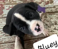 Beautiful XL American Bully puppies