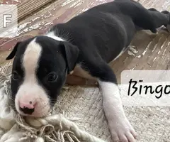 Beautiful XL American Bully puppies