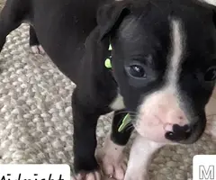 Beautiful XL American Bully puppies