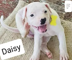 Beautiful XL American Bully puppies