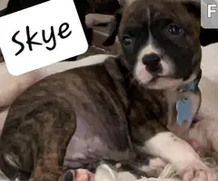 Beautiful XL American Bully puppies