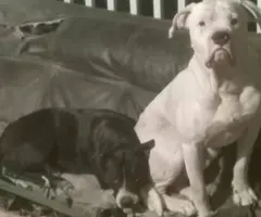 Beautiful XL American Bully puppies