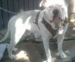 Beautiful XL American Bully puppies