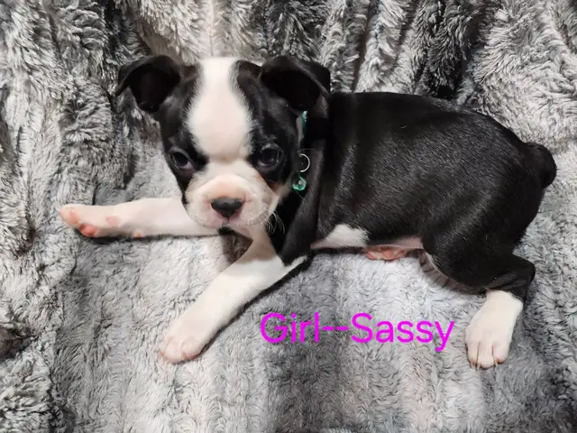 7 Boston terrier puppies for sale