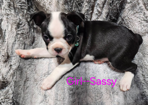 7 Boston terrier puppies for sale