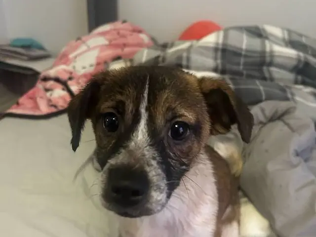 2 Jack Russel Terrier Chihuahua mix puppies