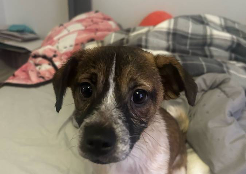 2 Jack Russel Terrier Chihuahua mix puppies