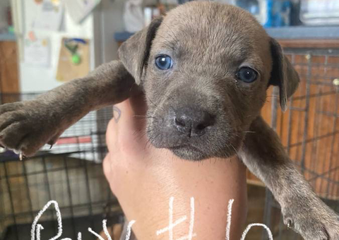 Purebred bully pit bull puppies