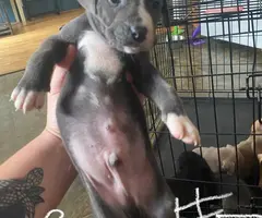 Purebred bully pit bull puppies