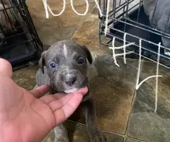 Purebred bully pit bull puppies