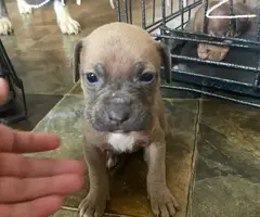 Purebred bully pit bull puppies