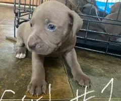 Purebred bully pit bull puppies