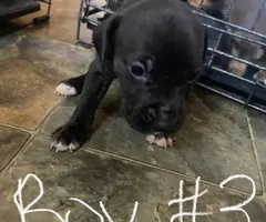 Purebred bully pit bull puppies
