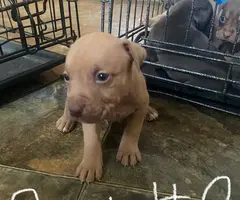 Purebred bully pit bull puppies