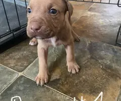 Purebred bully pit bull puppies