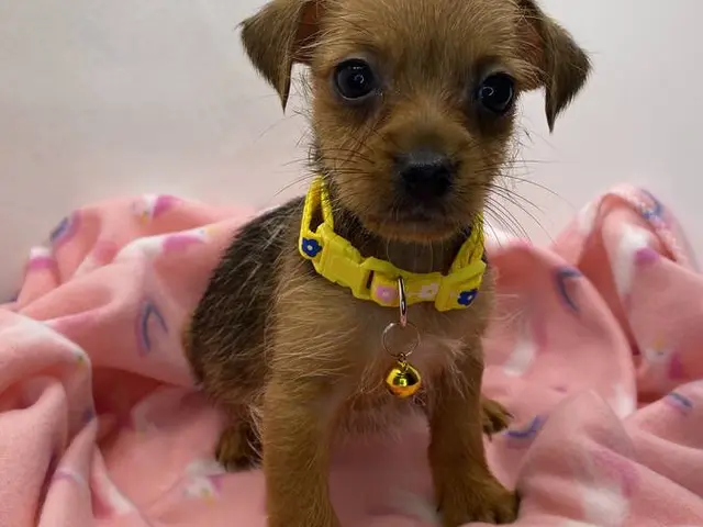 Gorgeous Chorkie puppies for sale