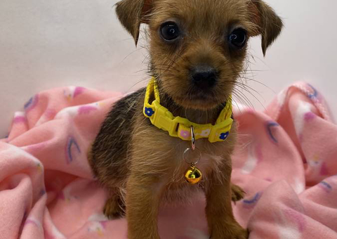 Gorgeous Chorkie puppies for sale