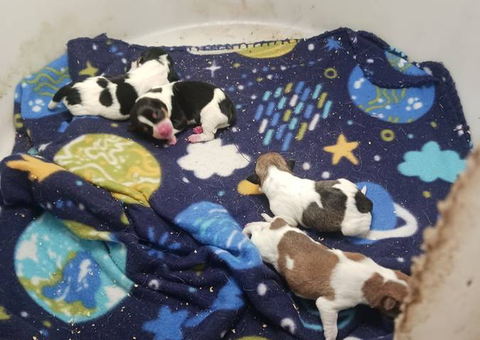 4 adorable Jack Russell puppies up for sale