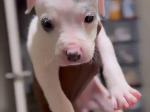 2 boy and 4 girl American bully puppies for sale