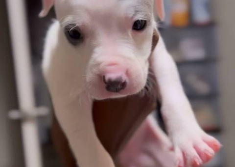 2 boy and 4 girl American bully puppies for sale