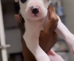 2 boy and 4 girl American bully puppies for sale