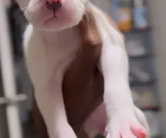 2 boy and 4 girl American bully puppies for sale