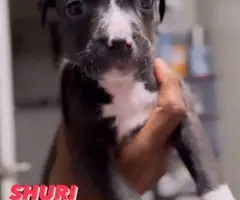 2 boy and 4 girl American bully puppies for sale